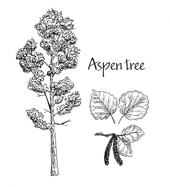 Premium Vector Aspen hand drawn sketch. sketch of deciduous tree