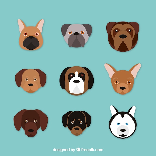 Assortment of nine dogs of different
breeds