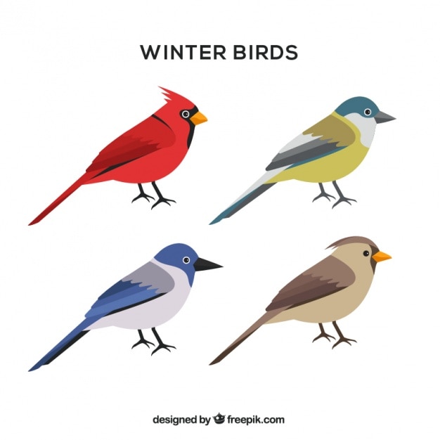 Assortment of winter birds in flat design Vector Free Download