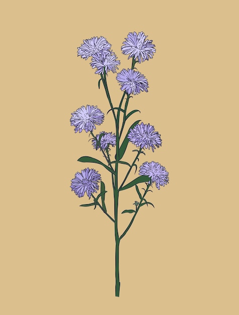 Aster flower Vector | Premium Download