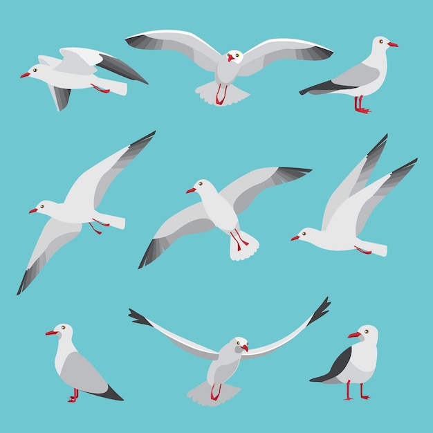 Premium Vector | Atlantic seagulls in cartoon style. pictures of birds ...