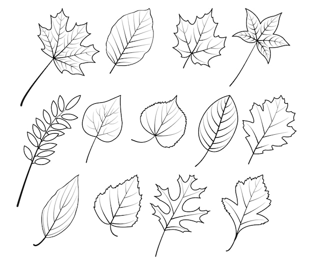 Premium Vector | Autum leave hand drawing