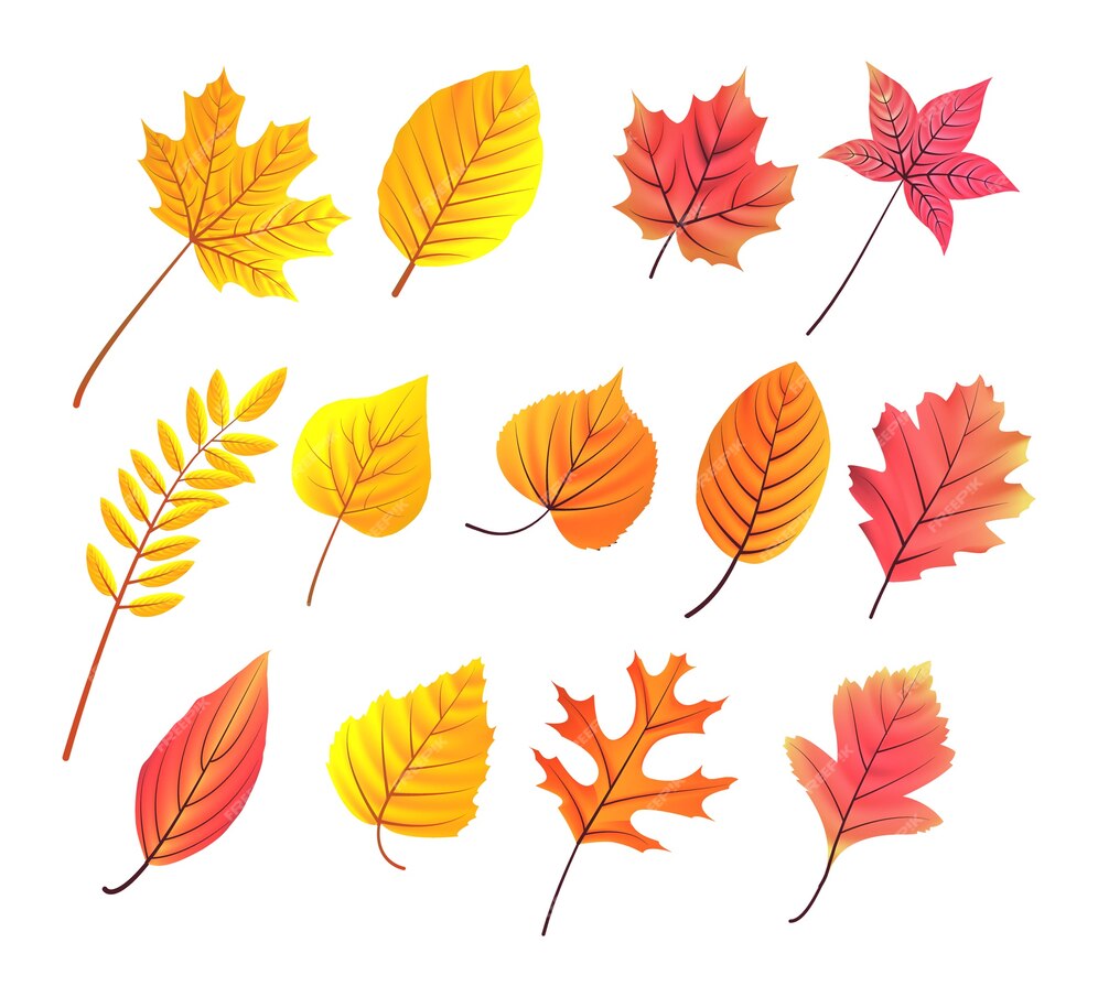 Premium Vector | Autum leaves collection