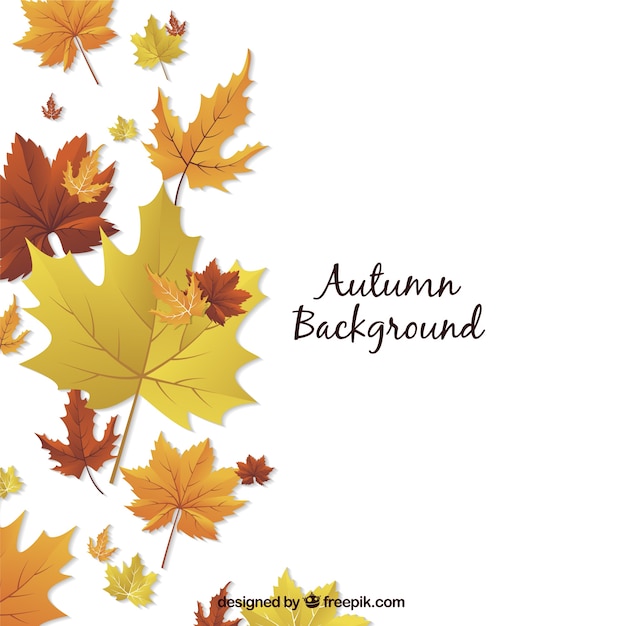 Autumn background with decorative dried\
flowers