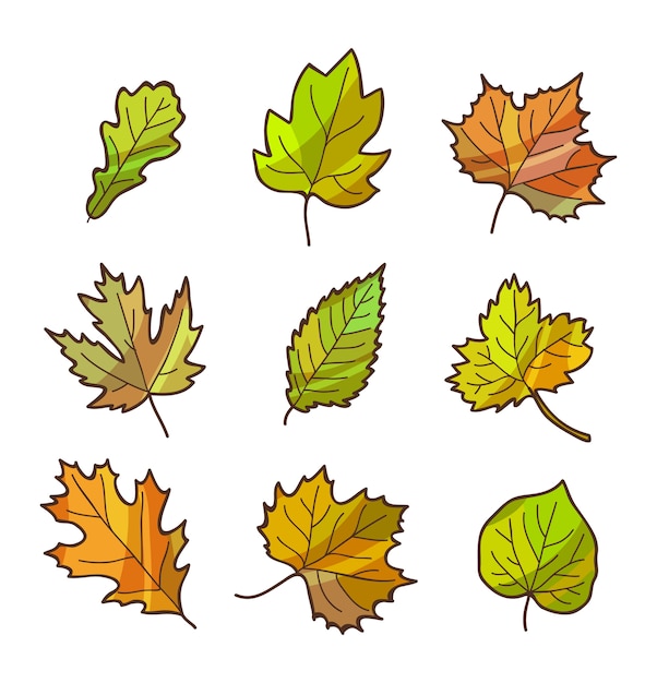 Premium Vector | Autumn or fall leaves set, isolated on white. cartoon