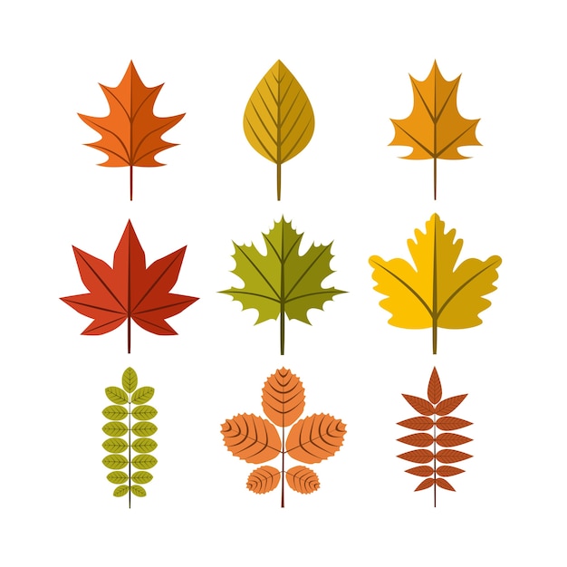 Autumn leaf illustration symbol graphic design template set Vector ...