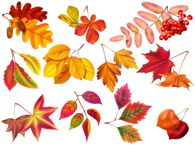 秋の葉 もみじ紅葉 落ち葉 紅葉自然葉のリアルなセット プレミアムベクター