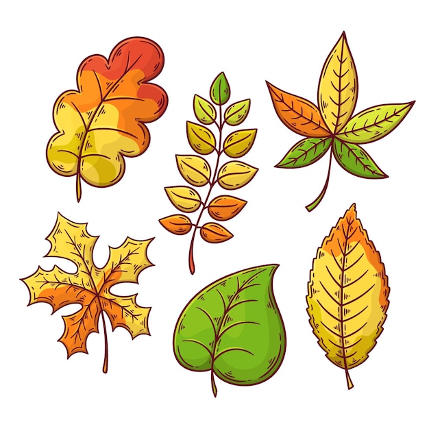 Free Vector | Autumn leaves collection drawing theme