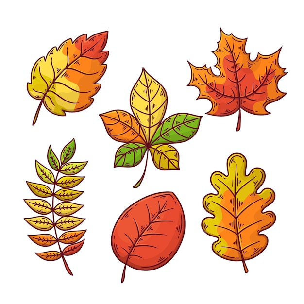 Free Vector Autumn leaves collection drawing