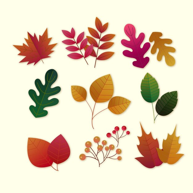 Free Vector | Autumn leaves collection theme