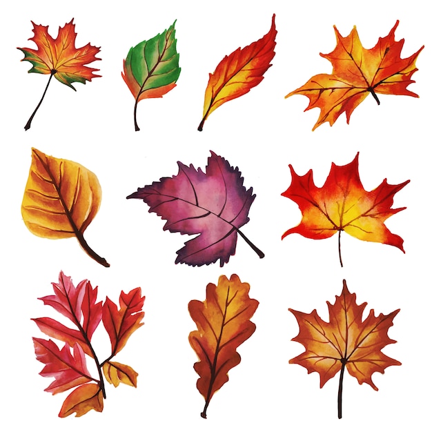 Autumn Leaves Collection Stock Images Page Everypixel