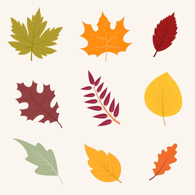 Free Vector | Autumn leaves collection