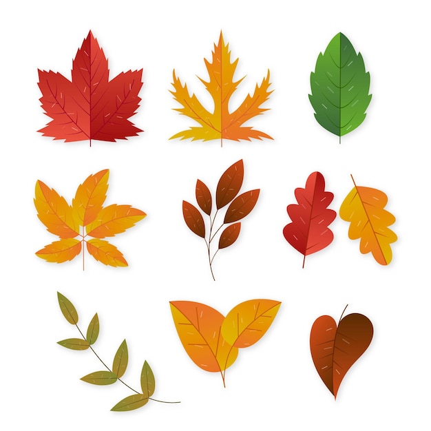 Free Vector | Autumn leaves collection