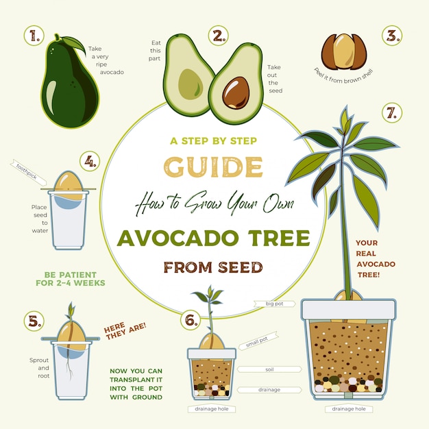 Avocado Tree Size Chart