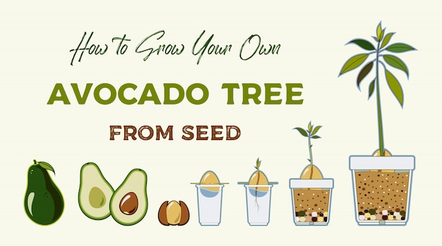 Avocado Tree Growth Chart