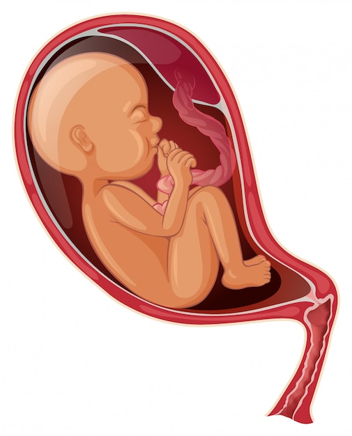Womb Images | Free Vectors, Stock Photos & PSD