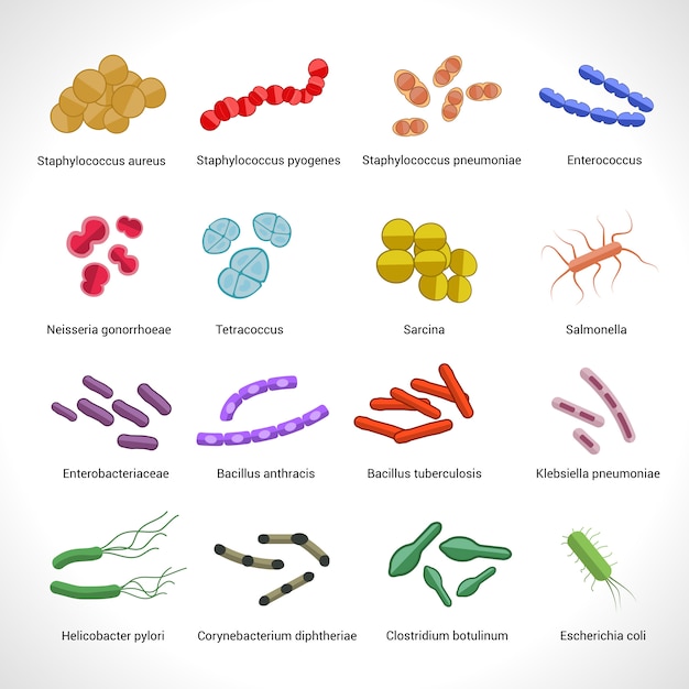 Salmonella Vectors, Photos and PSD files | Free Download