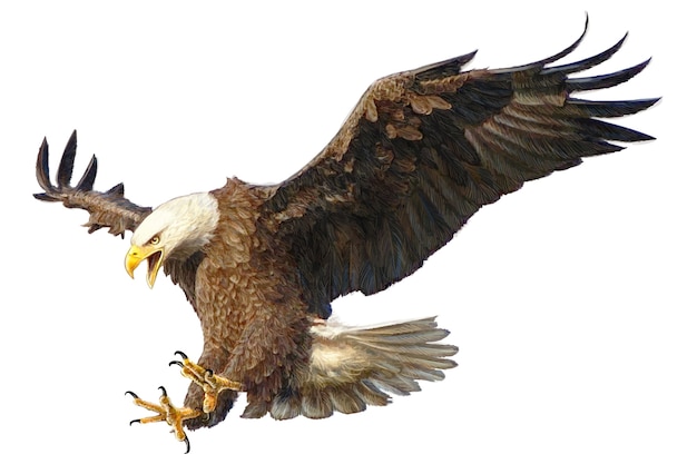 Download Free Bald Eagle Attack Hand Draw And Paint Color On White Premium Vector Use our free logo maker to create a logo and build your brand. Put your logo on business cards, promotional products, or your website for brand visibility.