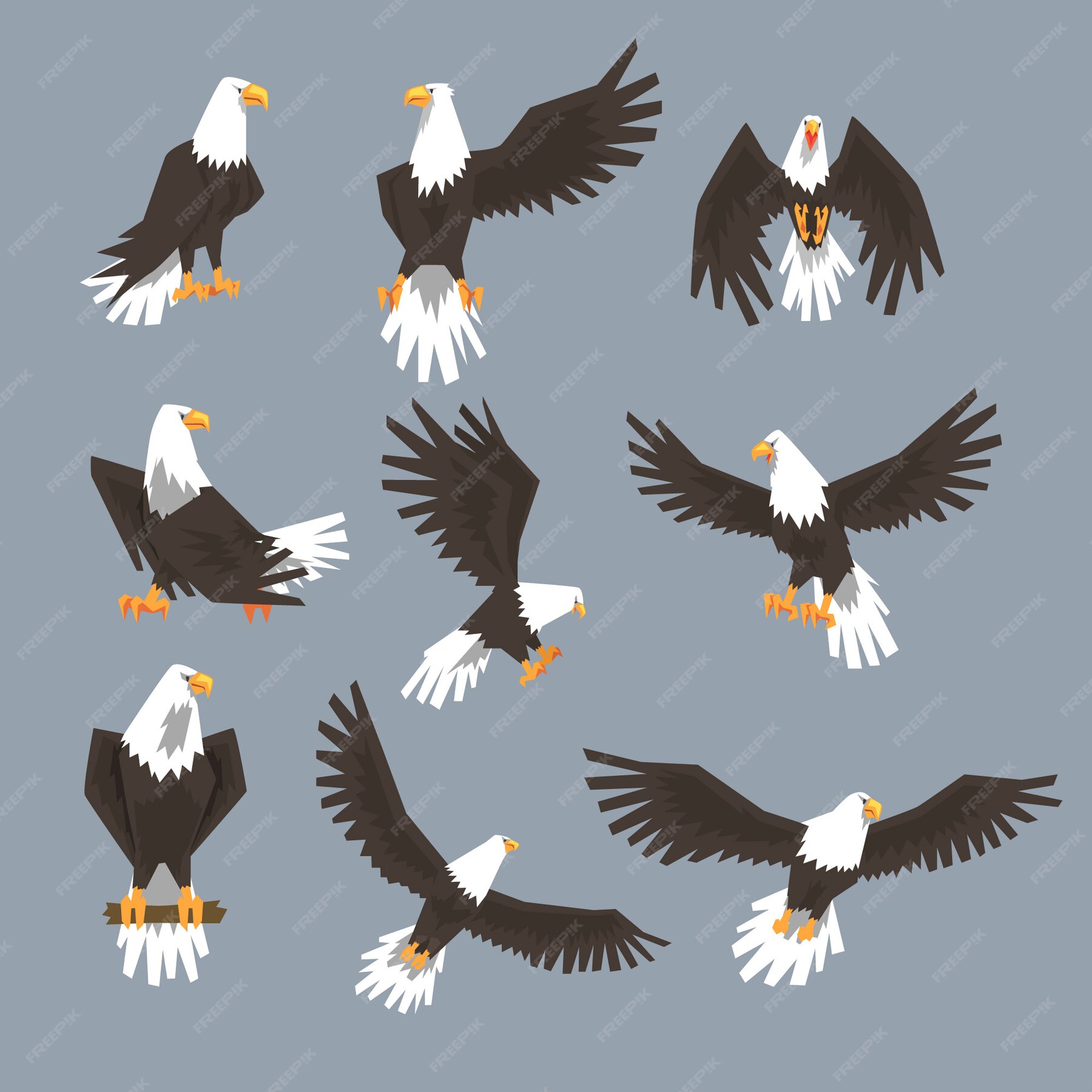 Premium Vector | Bald eagle image set on grey background