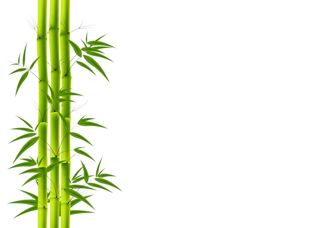 Bamboo background | Premium Vector