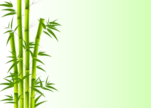 Premium Vector | Bamboo background