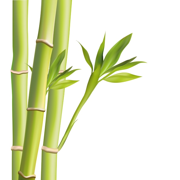 Premium Vector Bamboo leaves illustration. illustration with isolated