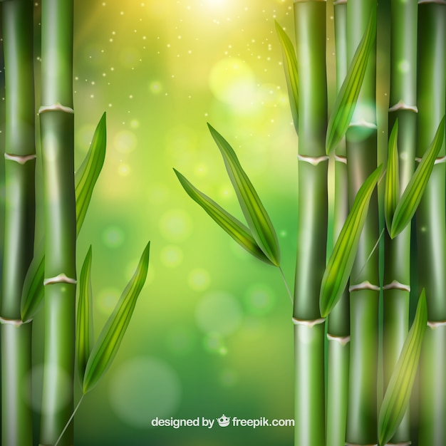 Bamboo Leaves Vector Vector | Free Download