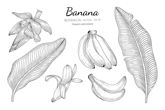 バナナの果実と葉の手は 白い背景の上のラインアートと植物のイラストを描いた プレミアムベクター