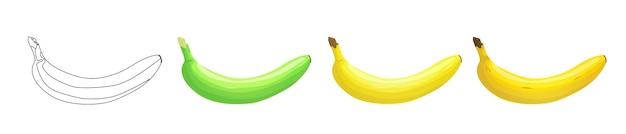 Premium Vector | Banana set green and yellow fresh tropical fruit ...