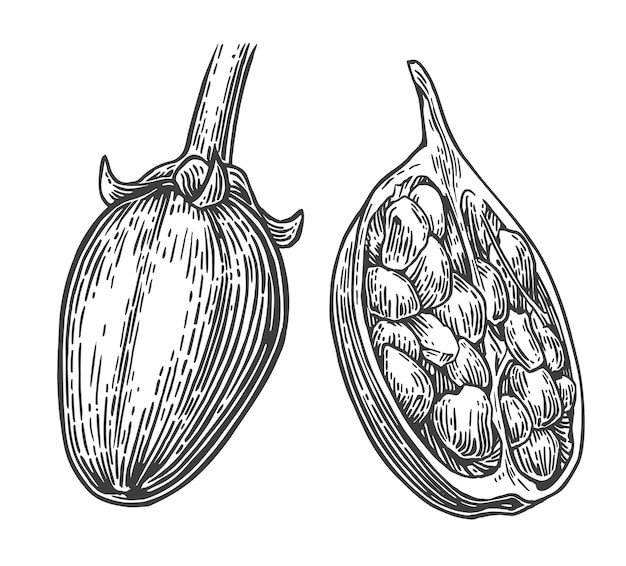 バオバブフルーツと種子のイラストを彫刻 プレミアムベクター