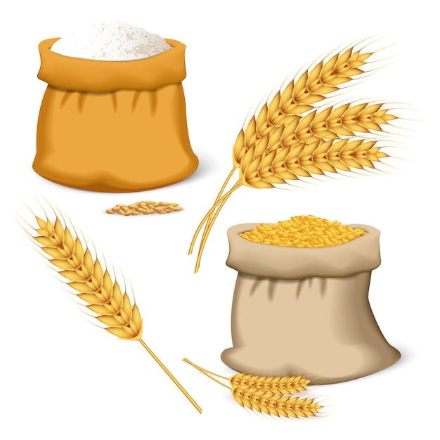 Premium Vector | Barley wheat icon set