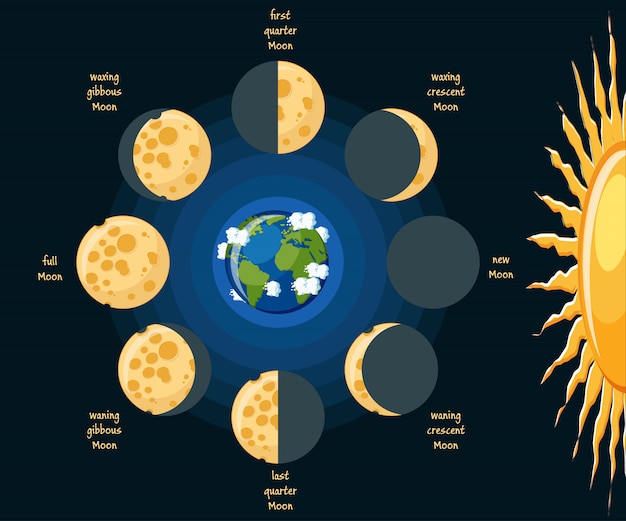 Basic moon phases diagram Vector | Premium Download