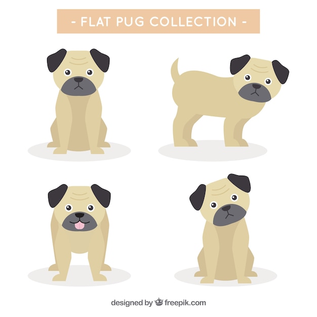 Basic pack of pugs with flat design