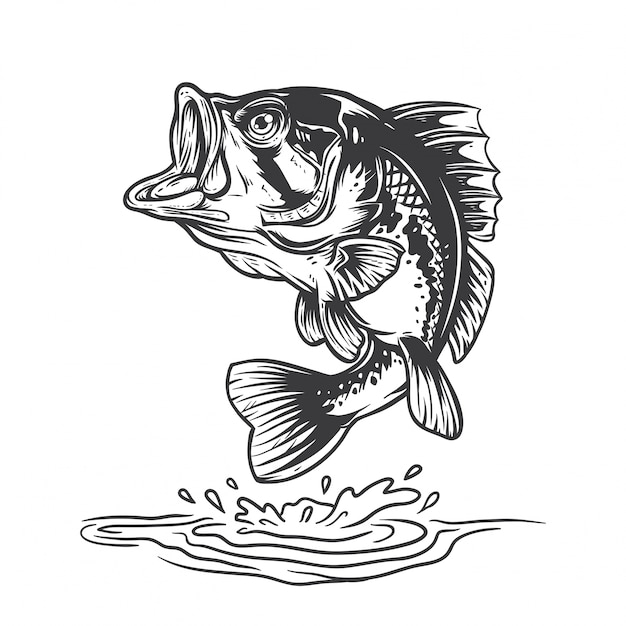 Bass fish | Premium Vector