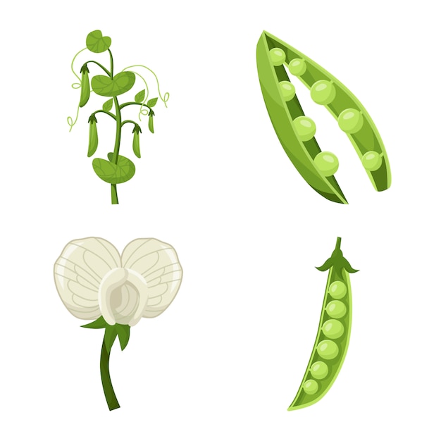 豆と豆の野菜漫画アイコンセット 庭の隔離された図エンドウ植物 豆野菜のアイコンを設定します プレミアムベクター
