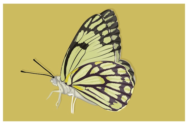 美しいアルビノ蝶のイラスト プレミアムベクター