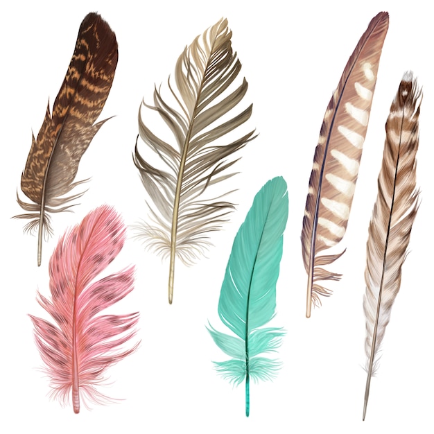 Premium Vector | Beautiful colorful feather collection