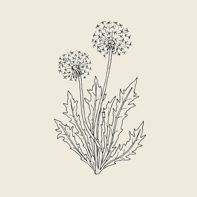 drawing a dandelion