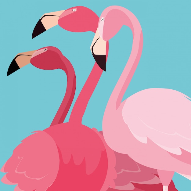 Beautiful flamingos birds flock standing | Premium Vector