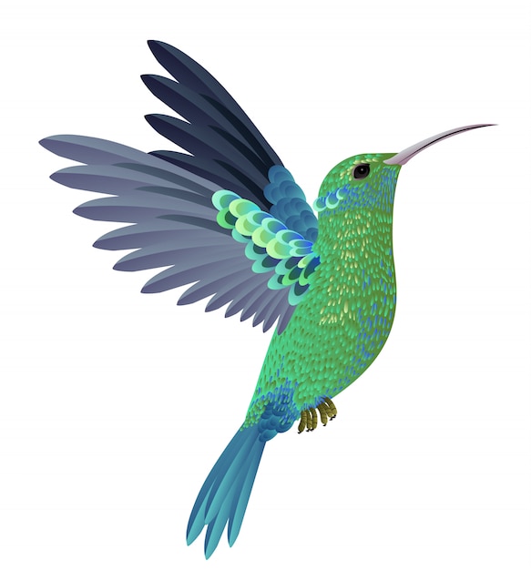 Free Free 154 Hummingbird Svg Free Download SVG PNG EPS DXF File