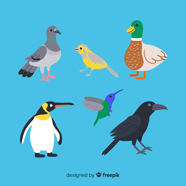 Beautiful hand drawn bird collection Vector | Free Download