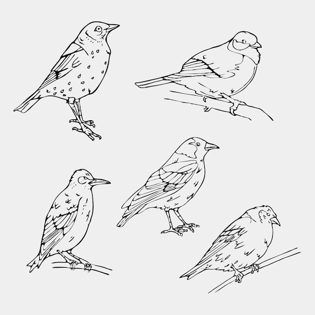 Free Vector | Beautiful hand drawn birds