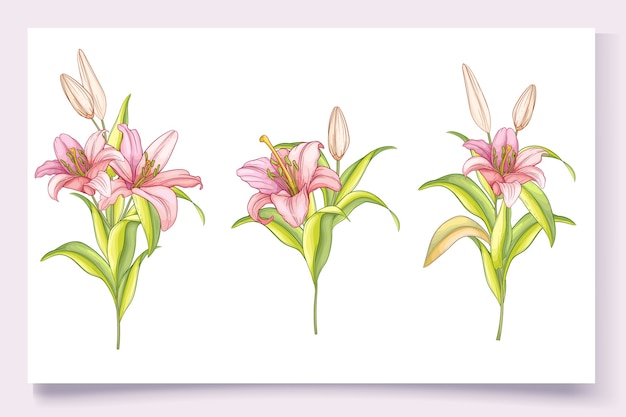 美しい手描きのユリの花のイラスト 無料のベクター