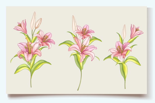 美しい手描きのユリの花のイラスト 無料のベクター