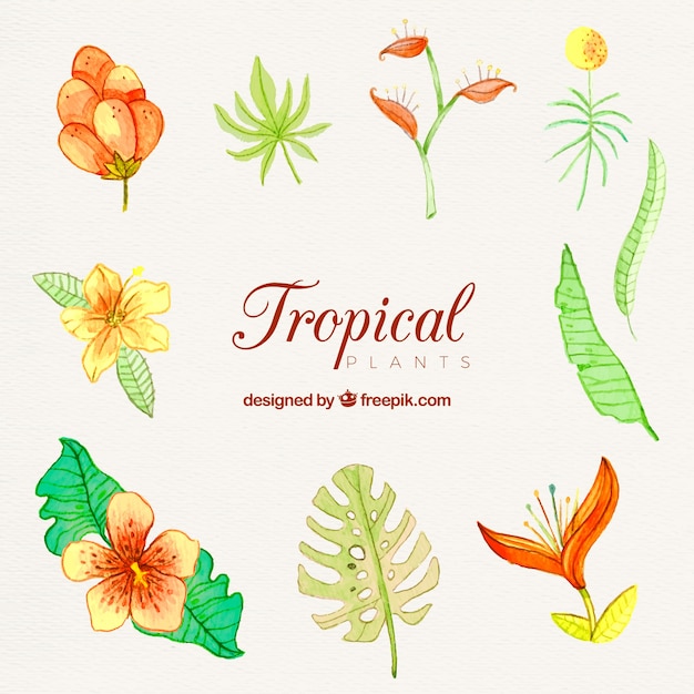 Beautiful hand drawn tropical flower\
collection
