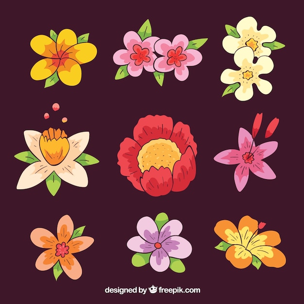 Beautiful hand drawn tropical flower\
pack