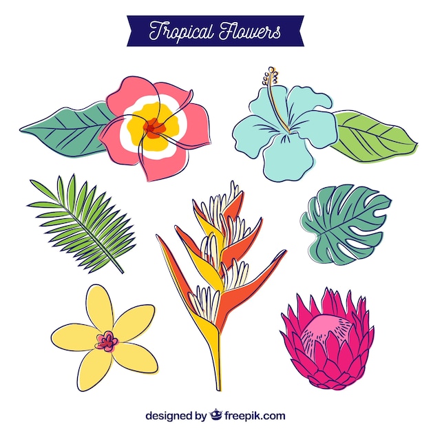 Beautiful hand drawn tropical flower set