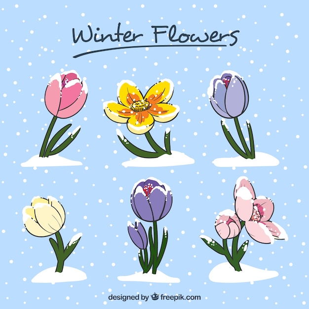 Beautiful hand-drawn winter flowers
