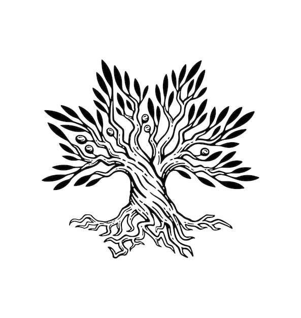 Premium Vector Beautiful Illustration Of Olive Tree And Root Logo In