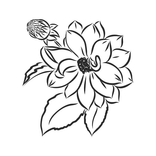 Premium Vector | Beautiful monochrome black and white dahlia flower ...